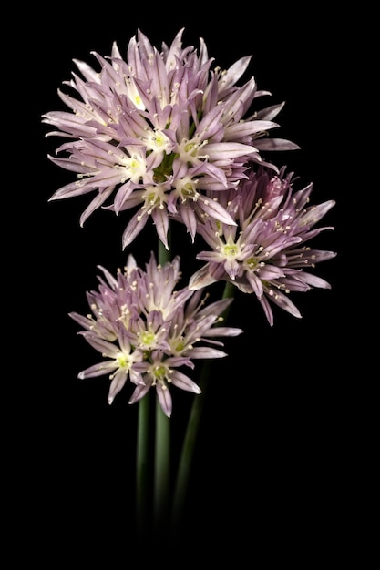 Fiori di erba cipollina