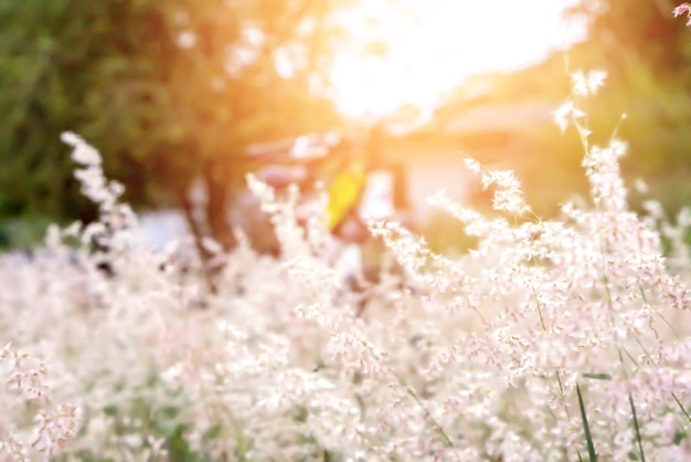 Fiori di erba rosa pieno Fiore nel sole della sera