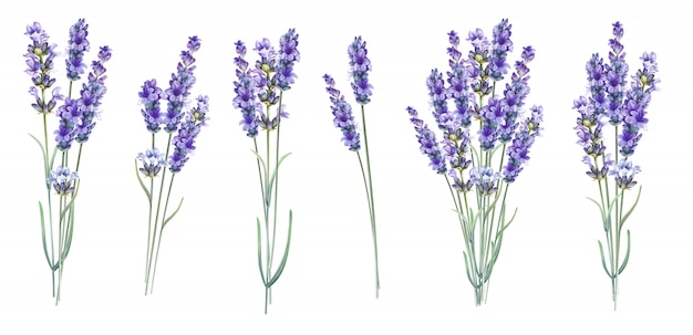 Fiori di erbe aromatiche Lavandula.