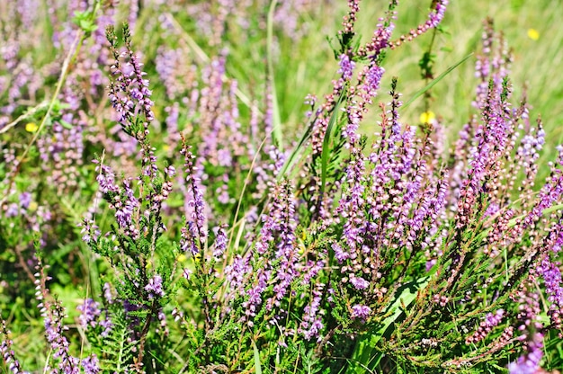 Fiori di erica in fiore sul prato verde