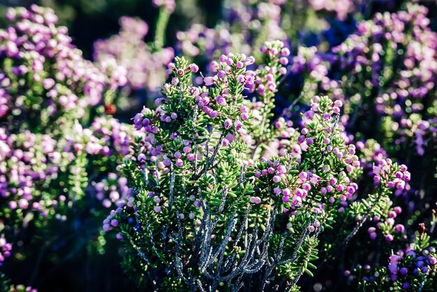 Fiori di erica in fiore