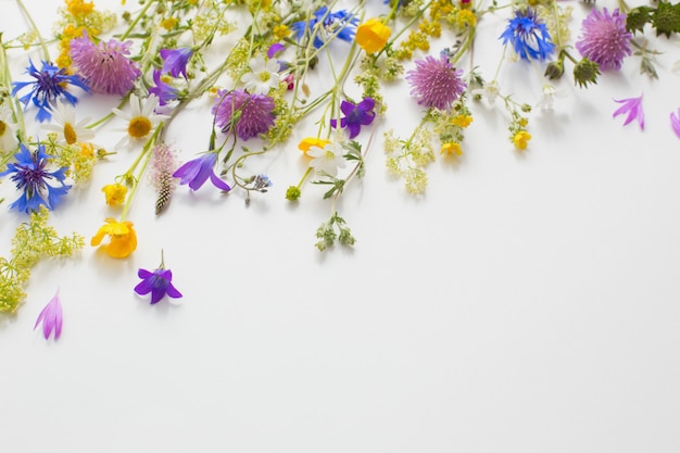 Fiori di estate sul fondo del Libro Bianco