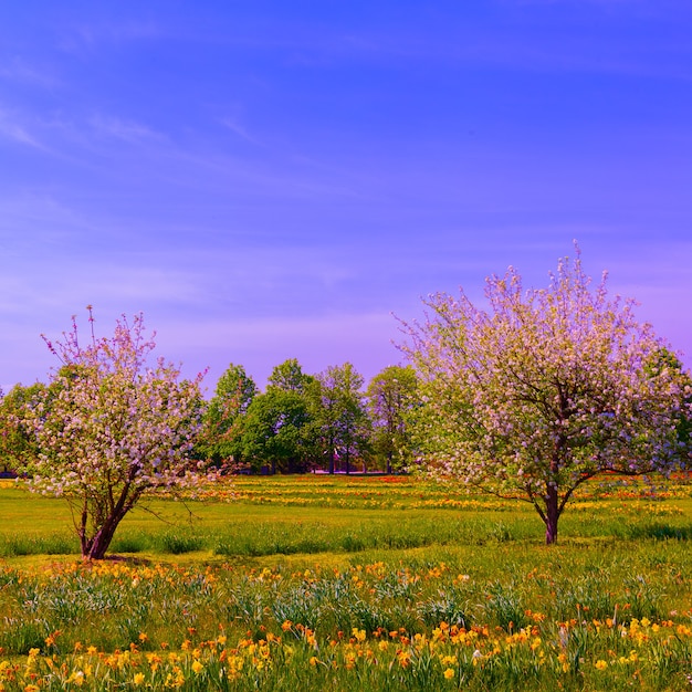 Fiori di estetica della moda. sfondo del parco fiorito. Slovenia. Viaggiare