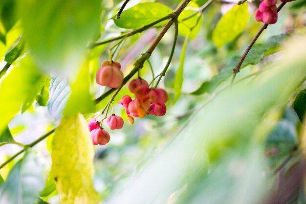 Fiori di euonymus su un ramo contro fogliame