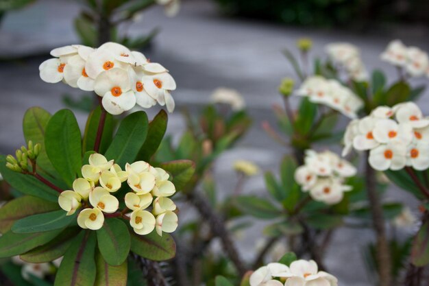 Fiori di Euphorbia milii