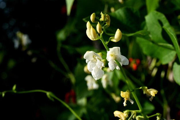 Fiori di fagiolo bianco e rosso su uno sfondo di cielo blu. I fagioli da giardino fioriscono durante l'estate