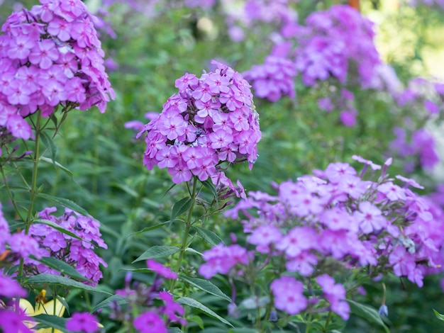 Fiori di fiamma viola di phlox. Flox da giardino fiorito, flox perenne o estivo in giardino in una giornata di sole.