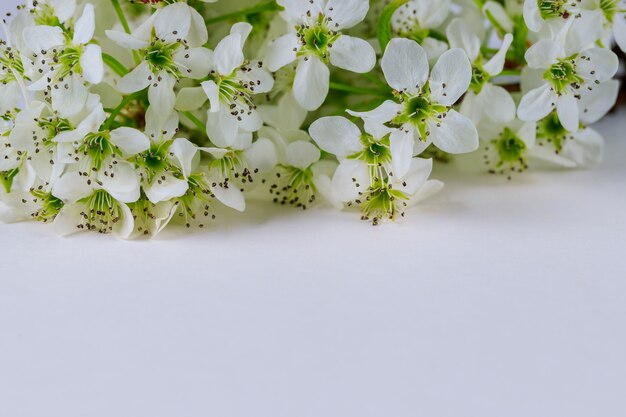 Fiori di fioritura bianchi su bianco