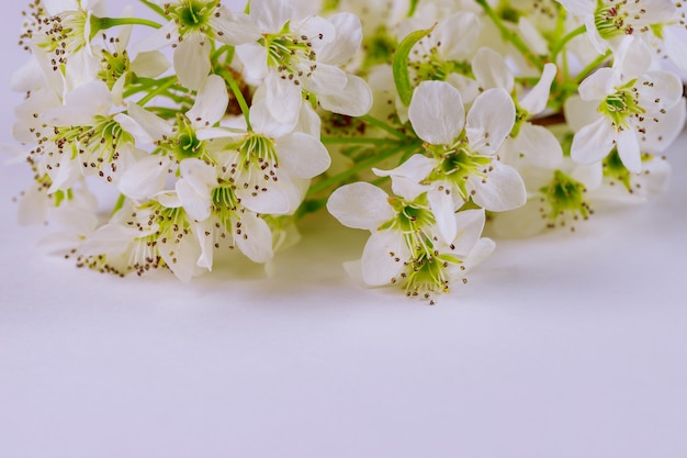 Fiori di fioritura bianchi su superficie bianca