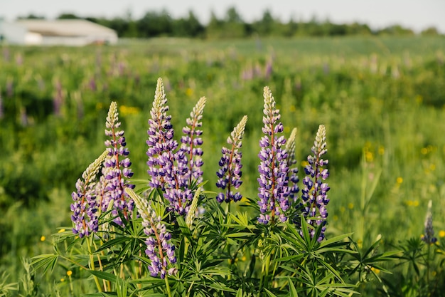 Fiori di fioritura dei lupini nel tramonto di estate