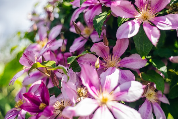 Fiori di fioritura della clematide rosa