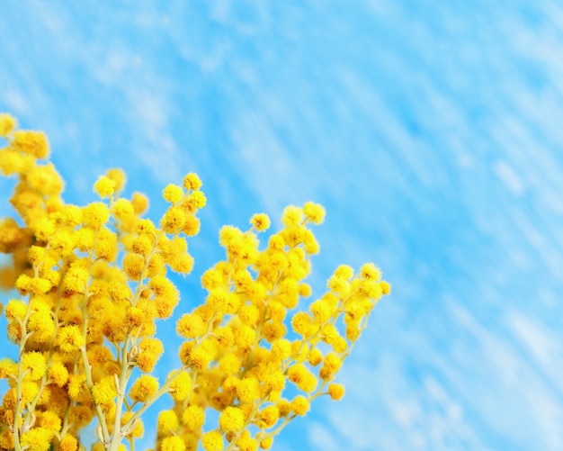 Fiori di fioritura della molla della mimosa su fondo blu. Ramo della fine gialla della mimosa su con lo spazio della copia. Messa a fuoco selettiva.