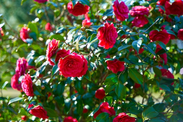 Fiori di fioritura della rosa rossa nel parco della città.