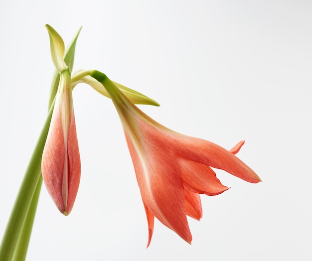 Fiori di fioritura di striato rosa di hippeastrum