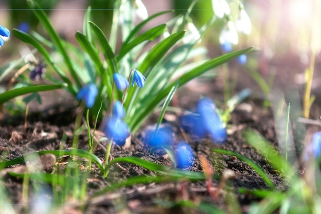 Fiori di fioritura offuscata a luce solare morbida.