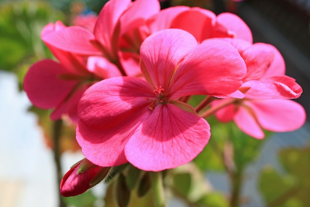 Fiori di fioritura rosa vivo del geranio nel sole di mattina