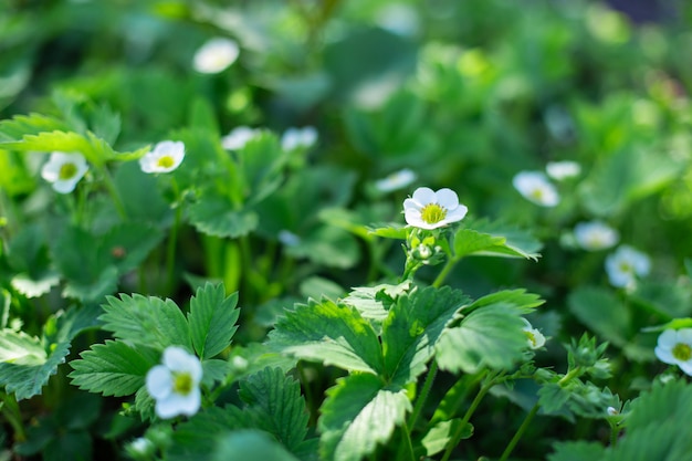 Fiori di fioritura sui cespugli di fragola nel giardino