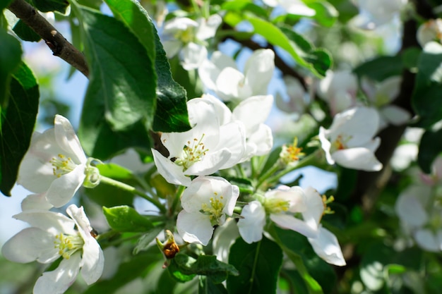 Fiori di fioritura sui rami di melo