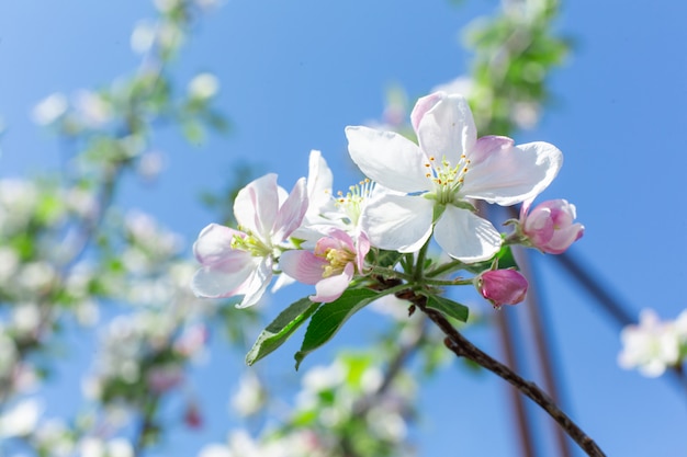 Fiori di fioritura sui rami di melo