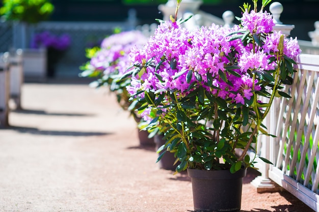 Fiori di fioritura variopinti freschi nel giardino di primavera