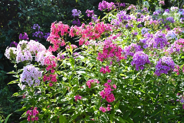 Fiori di flox che crescono in russia