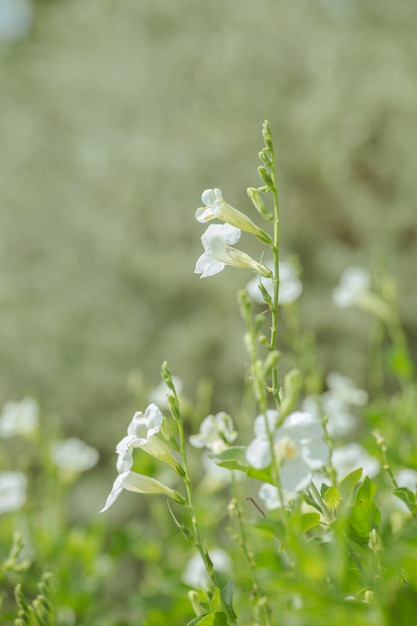 Fiori di foresta di denti di leone di piante