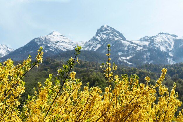 Fiori di forsizia gialli della pianta di fioritura del paesaggio della primavera o dell'estate contro le montagne innevate