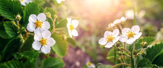 Fiori di fragola bianchi su un letto di fiori in tempo soleggiato