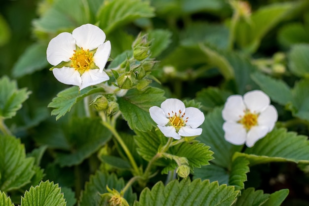 Fiori di fragole bianche in giardino