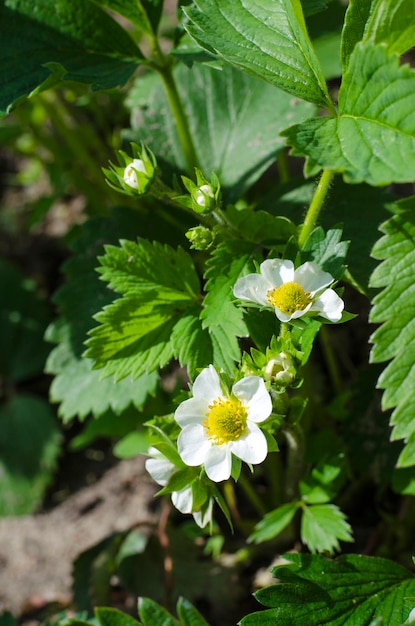 Fiori di fragole precoci in giardino