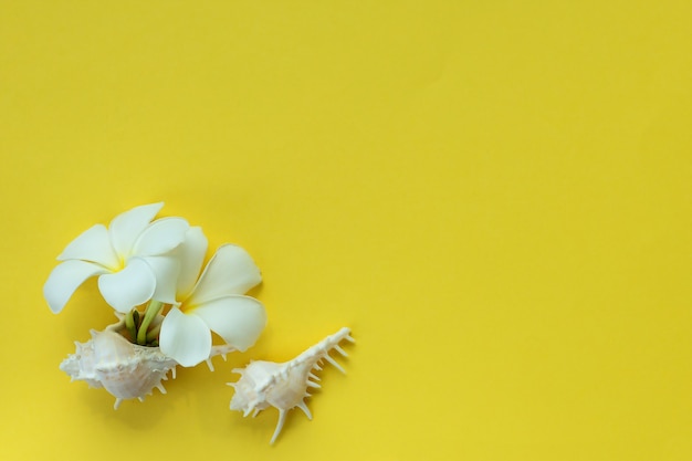 Fiori di frangipane e conchiglie su sfondo giallo con spazio di copia