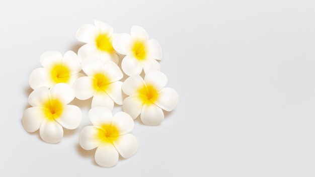 Fiori di frangipane su sfondo bianco. Concetto per sfondo spa