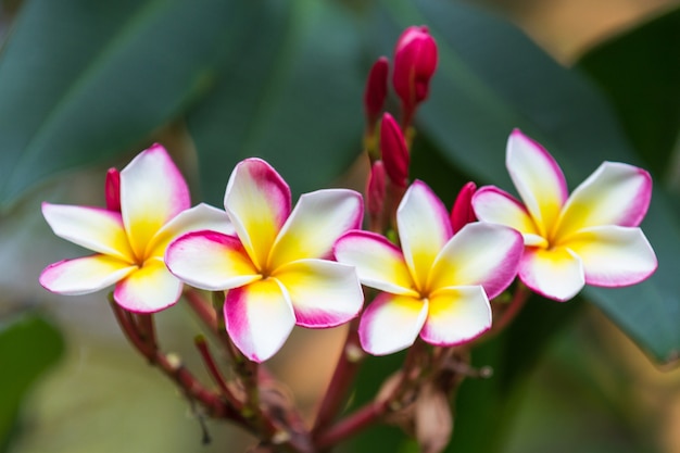 Fiori di frangipane