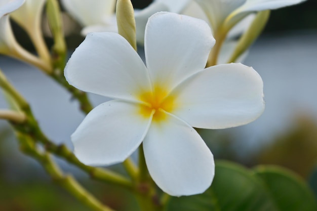 fiori di frangipane