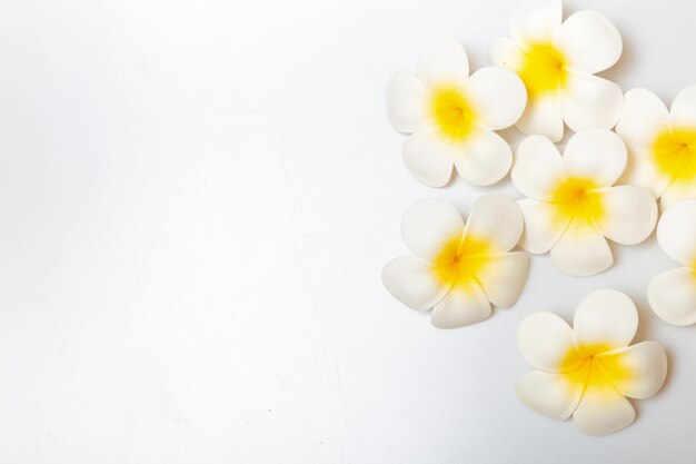 Fiori di frangipane