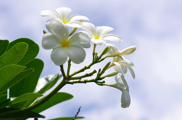 fiori di frangipane