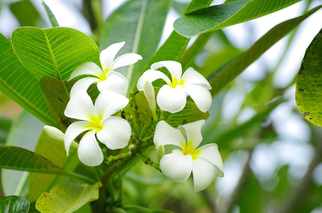 fiori di frangipane