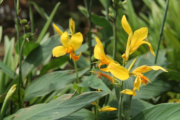 fiori di frangipani gialli