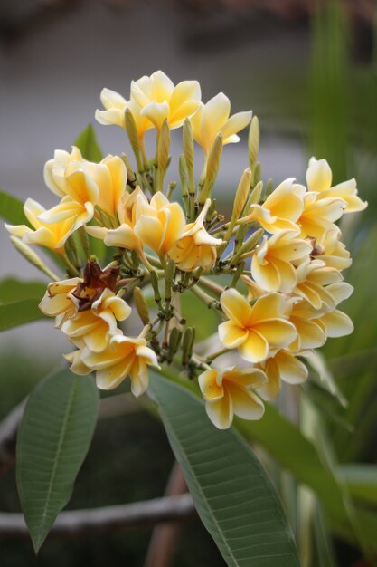 fiori di frangipani gialli