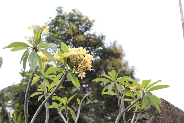 fiori di frangipani gialli