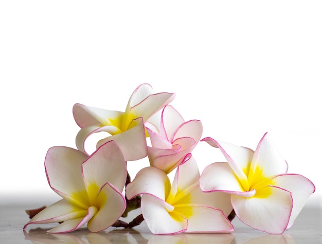 Fiori di frangipani su sfondo bianco