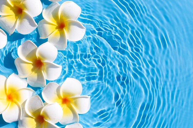 Fiori di frangipani tropicali su uno sfondo di acqua blu Vista dall'alto piatto