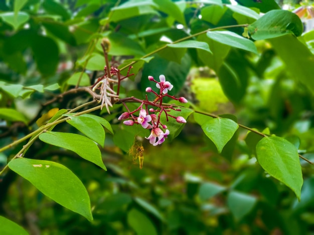 fiori di frutta stella sull'albero