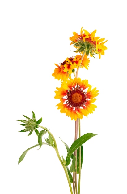 Fiori di Gaillardia isolati su sfondo bianco. Bellissimi fiori estivi.