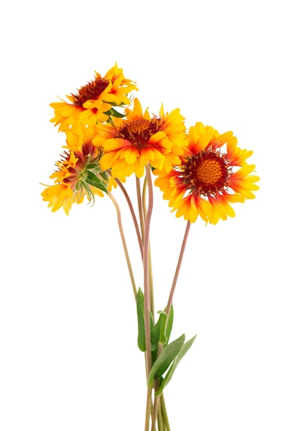 Fiori di Gaillardia isolati su sfondo bianco. Bellissimi fiori estivi.