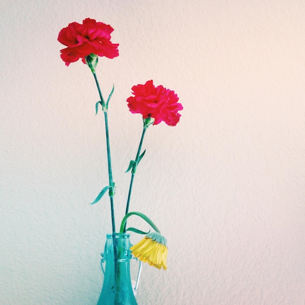 Fiori di garofano in vaso contro il muro.