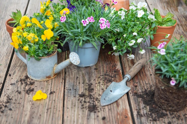 fiori di garofano in vaso e viola colorata con pala e terra su un tavolo di legno