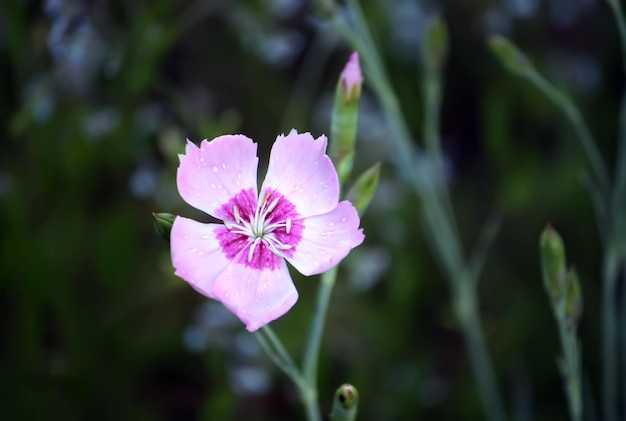 Fiori di garofano rosa da giardino piccoli che crescono in giardino.