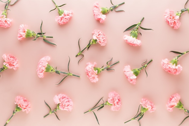 Fiori di garofano rosa su sfondo pastello