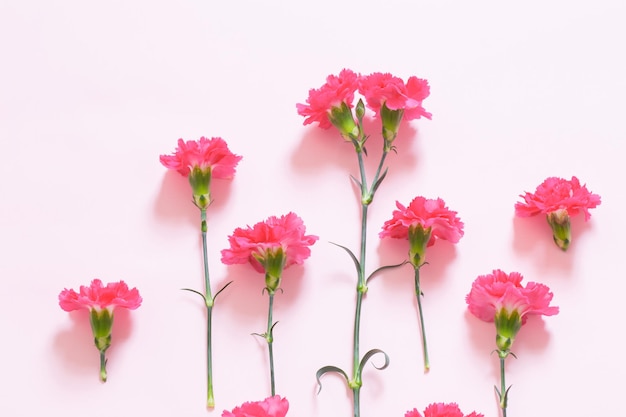 Fiori di garofano rosa su sfondo rosa